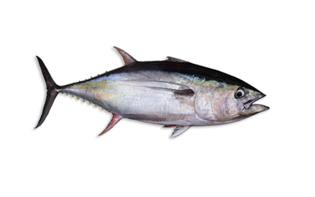 Yellowfin Tuna, Atún aleta amarilla