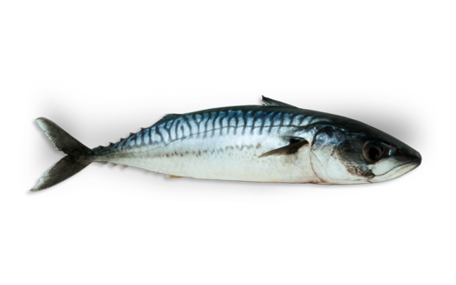 Pacific Mackerel, Morenillo