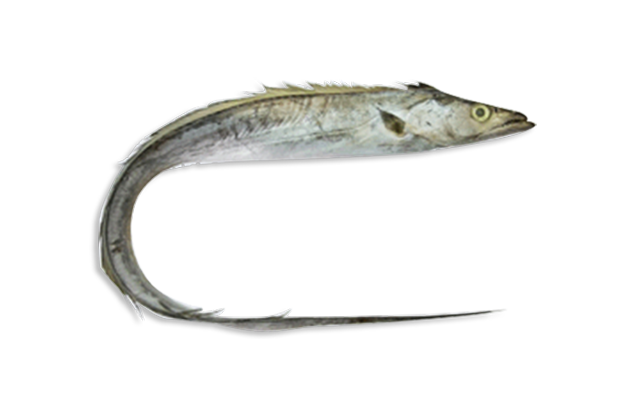 Ribbonfish, Corbata